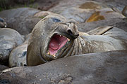 Picture 'Ant1_1_00868 Elephant Seal, Mirounga leonina, Southern Elephant Seal, Antarctica and sub-Antarctic islands, South Georgia, Jason Harbour'